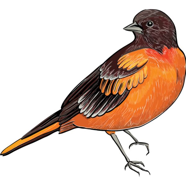 birds 3 Thumbnail