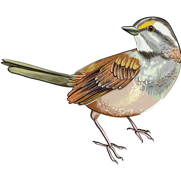 birds 6 Thumbnail