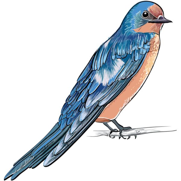 birds 2 Thumbnail