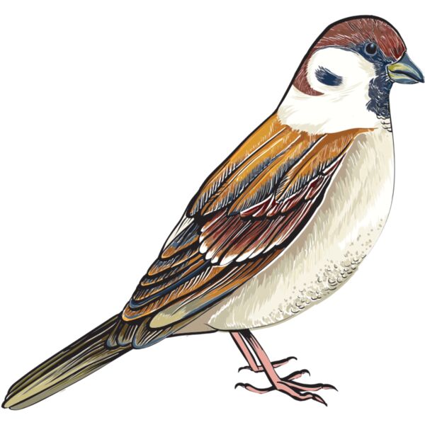 birds 1 Thumbnail