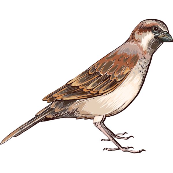 birds 9 Thumbnail