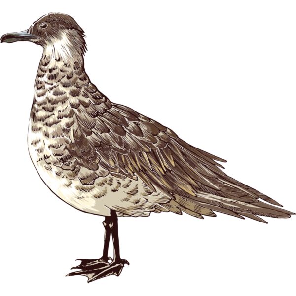 birds 11 Thumbnail